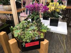 -荷兰花海