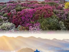 -贵州百里杜鹃风景名胜区