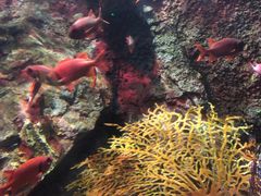 -太平洋海底世界