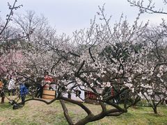 -无锡梅园公园