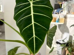 -Gigi Florist·Dk Coffee