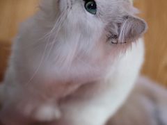 -李小姐の猫咖啡馆(五角场店)