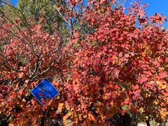 -北京鹫峰国家森林公园