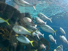 -上海海洋水族馆