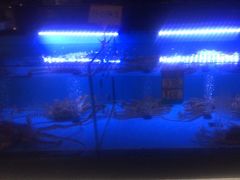 -阿伟海鲜楼·福建菜(延寿店)