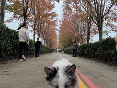 -阳澄湖半岛旅游度假区