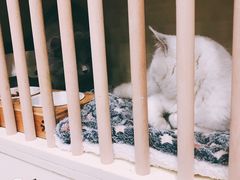 -猫亿天猫咖