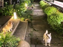 -黛瓦里·花园飨宴