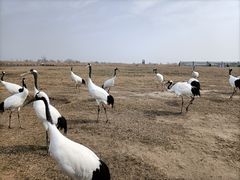 -盐城丹顶鹤湿地生态旅游区