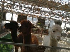 -万源龙顺度假庄园生态观光园