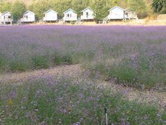 -紫海香堤香草艺术庄园
