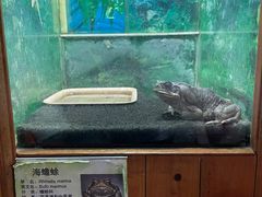 -上海大自然野生昆虫馆(东方明珠·爬宠昆虫探索中心)