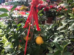 -曲阳花鸟市场(曲阳路店)