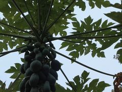 -云溪植物园