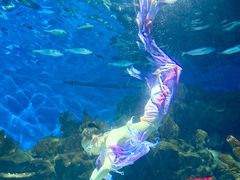 -海合安武汉极地海洋公园