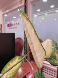 -开运眉半永久纹眉野生眉