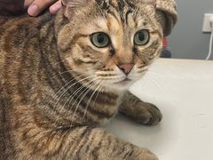 -伟伟宠物医院·瑞派猫友好医院·猫科(光谷店)