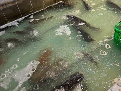 -鱼窝棚柴火铁锅炖(富山屯店)