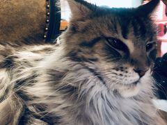 -猫小院猫主题餐厅(三里屯店)