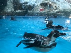 -帝企鹅自助餐厅•儿童岛•真企鹅(长隆企鹅酒店)