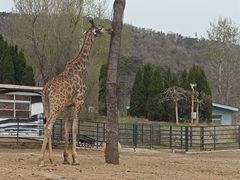 -大连森林动物园