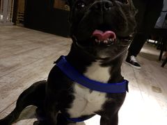 -百好乐宠物友好餐厅(朝外大街店)