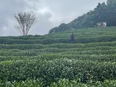 -阿巧茶庄