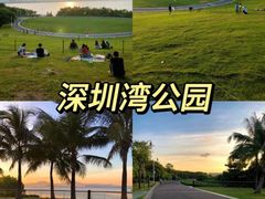 -深圳湾公园(南山区)
