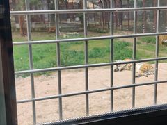 -横道河子东北虎林园