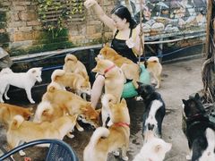 -柴犬高等学院·狗咖·柴犬售卖·宠物训练