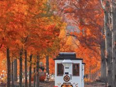 -黄海国家森林公园