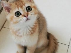 -翊宠yipet猫狗购宠庄园犬舍•猫舍