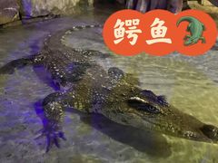 -重庆欢乐海底世界