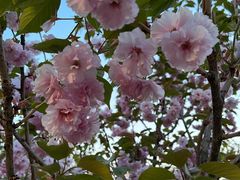 -长白岛森林公园