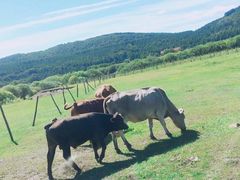 -塞罕坝国家级自然保护区