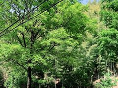 -仙霞关景区