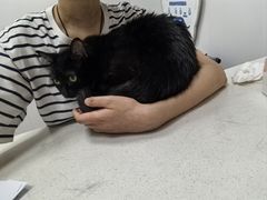 -艾贝尔宠物医院·宠保定点·超声绝育·免疫点(樱花路店)