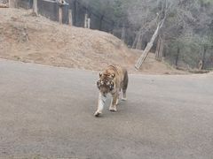 -大连森林动物园