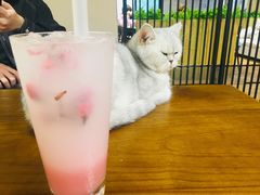 -喵屋coffee