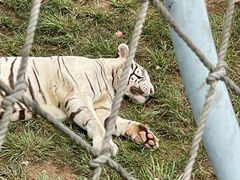 -西霞口神雕山野生动物世界