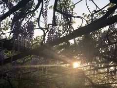 -嘉定紫藤园