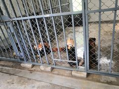 -都江堰中华大熊猫苑