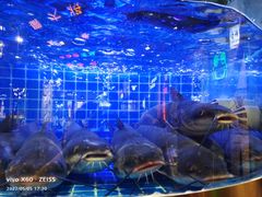 -蛙一刀·麻椒鱼火锅(金仙桥店)
