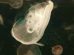 -左海海底世界