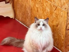 -和它·交个朋友·狗咖猫咖(爱琴海店)