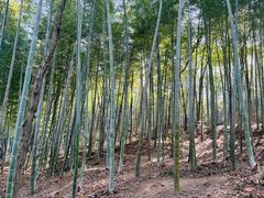 -上海佘山国家森林公园天马山园