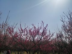 -蜀冈西峰生态公园