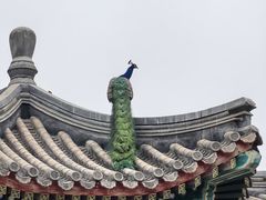 -北京麋鹿生态实验中心