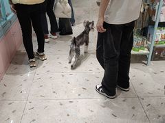 -FAELING PETS美天灵宠物(合生汇店)
