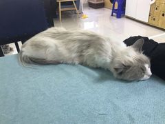 -鼓捣猫呢主题猫咖店